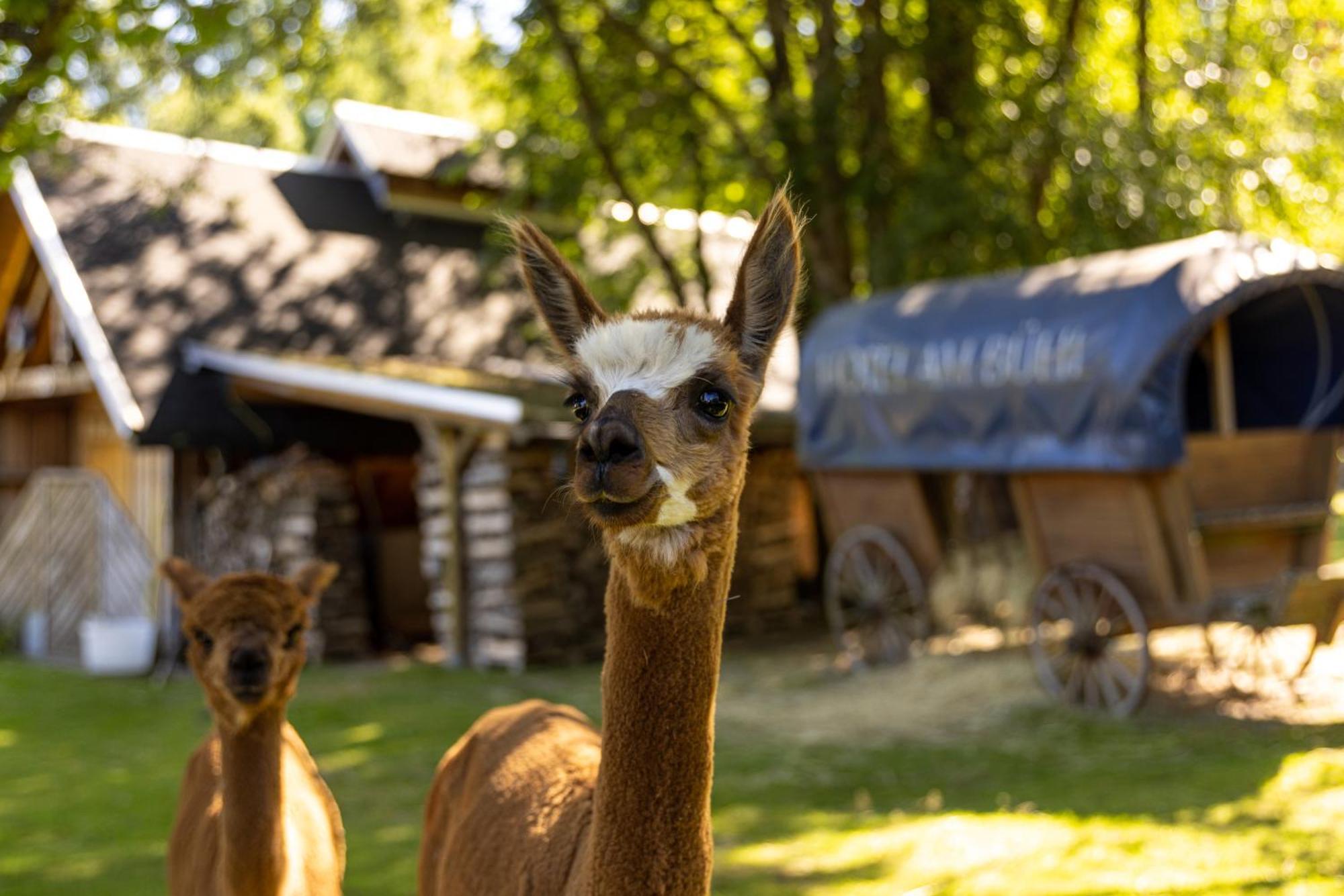Hotel Am Buehl Eibenstock Eksteriør bilde